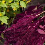amaranth