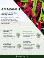 amaranth sees q